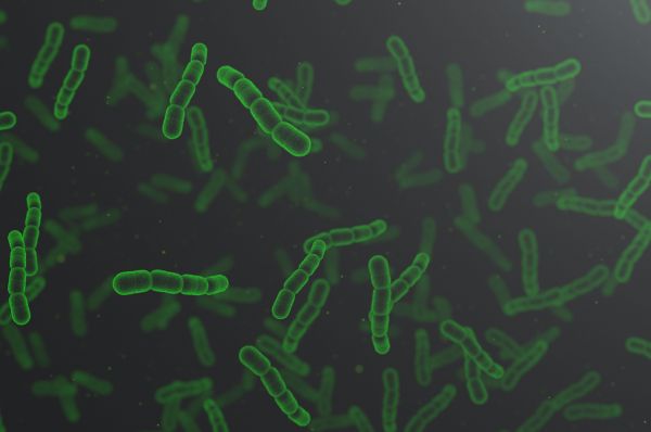 Microscopic Green Bacteria